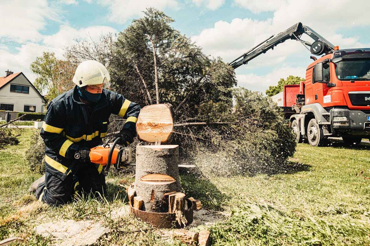 Best Tree Removal Near Me  in Deer Park, TX